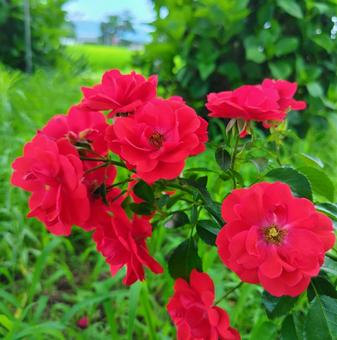 バラ バラ バラ,赤,花の写真素材