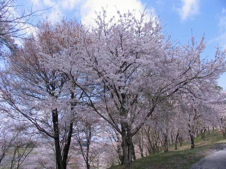 桜の写真