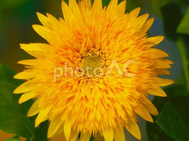 ヒマワリの花－東北八重－ 花,向日葵,夏の写真素材