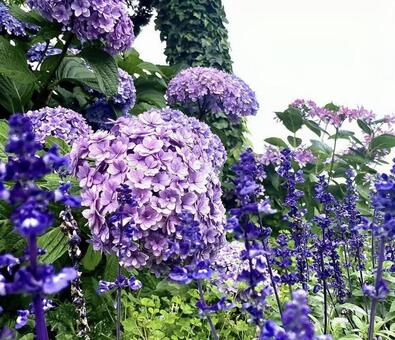 雨の合間の紫陽花 紫陽花,梅雨,アジサイの写真素材