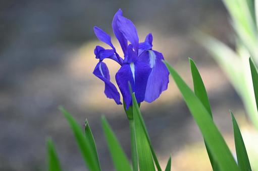 青くて綺麗なカキツバタのふ笠です アヤメ科,カキツバタ,ふ笠の写真素材