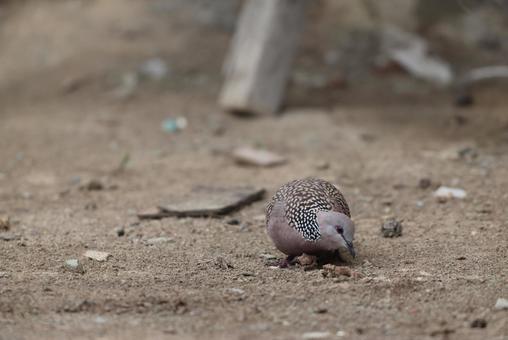 カノコバト カノコバトの写真