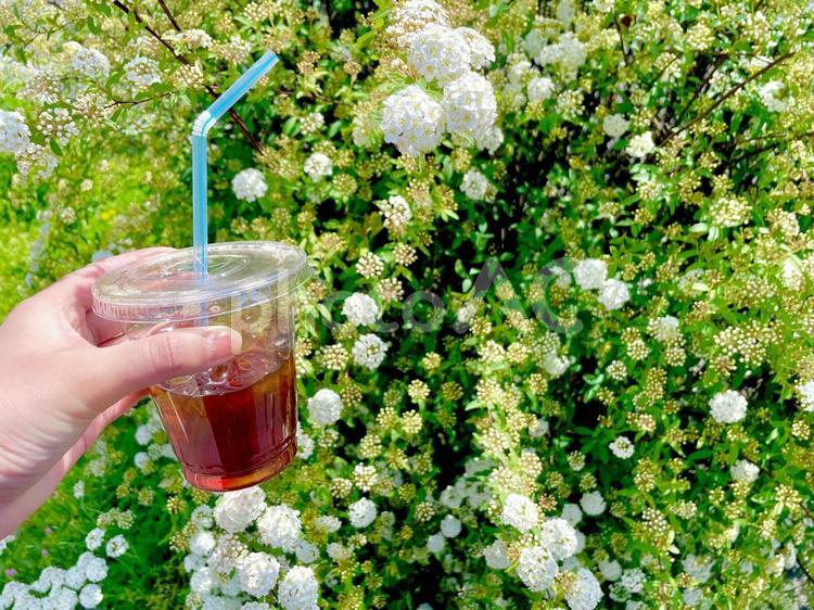 小さな白い花と緑の葉とコーヒーと手 コーヒー,アイスコーヒー,テイクアウトの写真素材