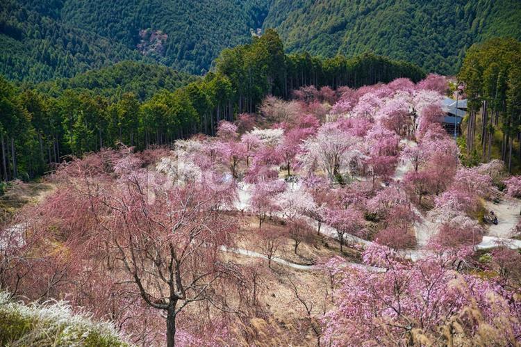 枝垂れ桜 枝垂れ桜,桜,満開の写真素材