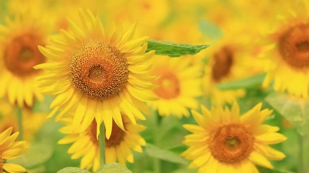 夏のヒマワリのアップ 夏のヒマワリのアップの写真