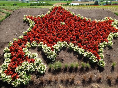 北海道 北海道 花,花壇,園芸の写真素材