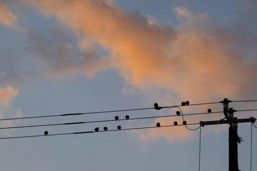 早朝のスズメたち 早朝のスズメたち 雀,すずめ,早朝の写真素材