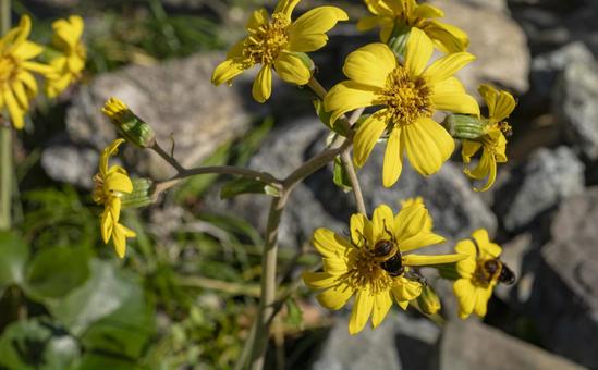岩間に咲く黄花と蜜蜂 岩間に咲く黄花と蜜蜂 花,ツワブキ,蜂の写真素材