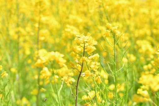 菜の花 菜の花 菜の花,春,黄色の写真素材