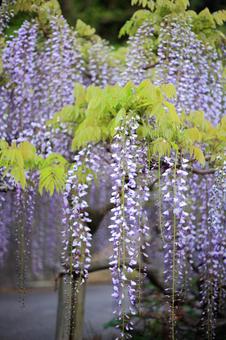 五月の花 五月の花の写真