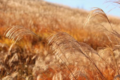 仙石原のススキ 仙石原,ススキ,すすきの写真素材