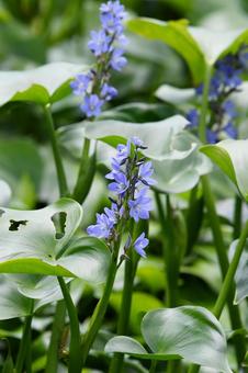 ミズアオイ、青紫の花 ミズアオイ、青紫の花 ミズアオイ,花,きれいの写真素材