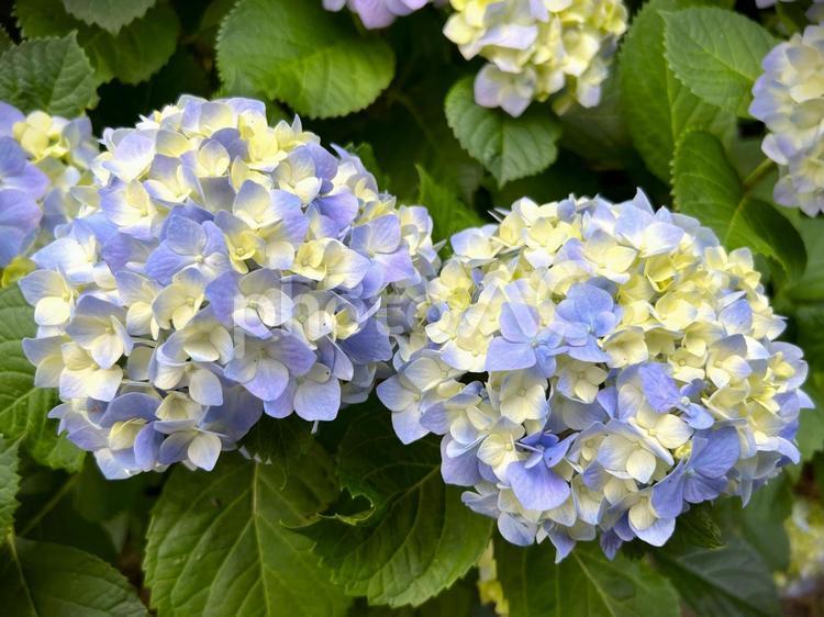 やさしいあじさい あじさい,水色,白の写真素材