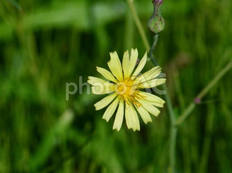 アキノノゲシの黄色い花 アキノノゲシ,ノゲシ,自然の写真素材
