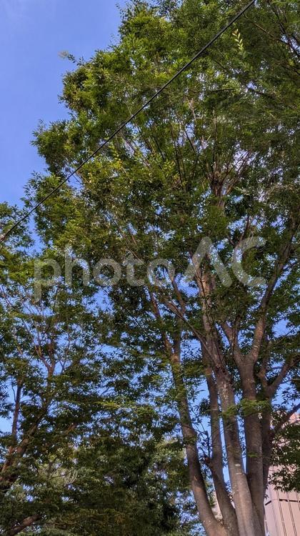 樹木 木,樹木,森林の写真素材