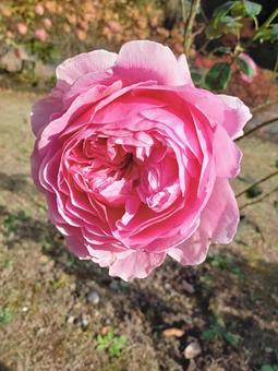 ピンクの秋薔薇 薔薇,秋薔薇,ピンク色の写真素材