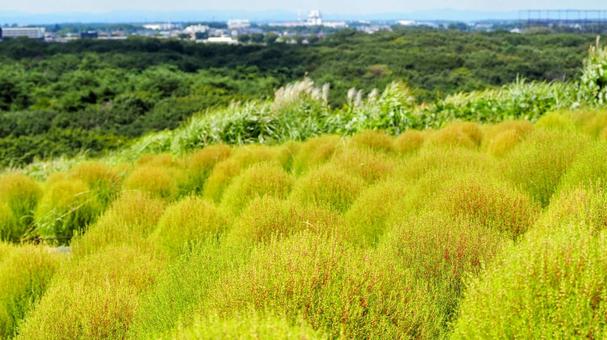 ひたち海浜公園・色づき始めたコキア&森林 ひたち海浜公園・色づき始めたコキア&森林 初秋,国営ひたち海浜公園,色づくの写真素材