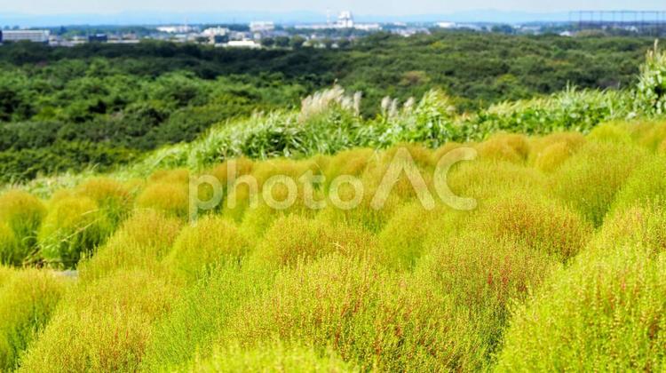 ひたち海浜公園・色づき始めたコキア＆森林 初秋,国営ひたち海浜公園,色づくの写真素材