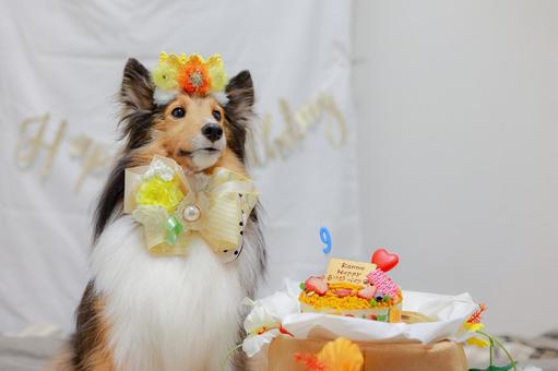 シェルティ シェルティ 犬,シェルティ,ペットの写真素材