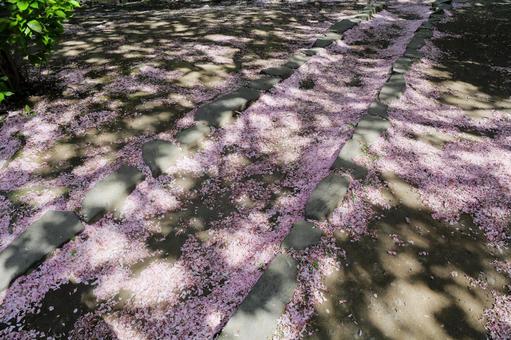 Photo, sakura, double cherry blossoms, petal, 