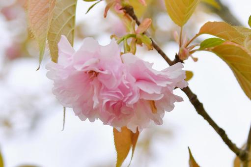紅色の八重桜　関山 桜,関山,八重桜の写真素材