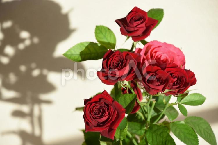 赤とピンクのばら スプレーばら,赤い薔薇,花の写真素材