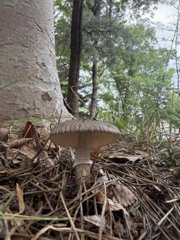 森林の落ち葉の中に生える灰色のキノコ キノコ,きのこ,テングタケ属の写真素材