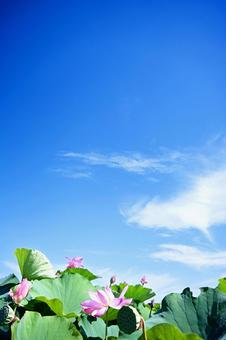 Summer blue sky and pink lotus flowers, JPG Summer blue sky and pink lotus flowers, JPG