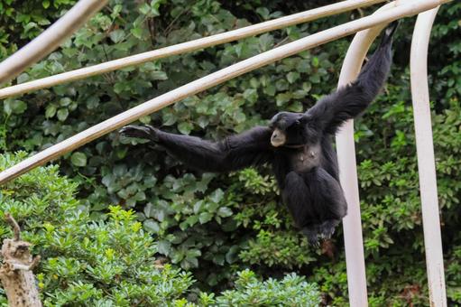 フクロテナガザルの写真