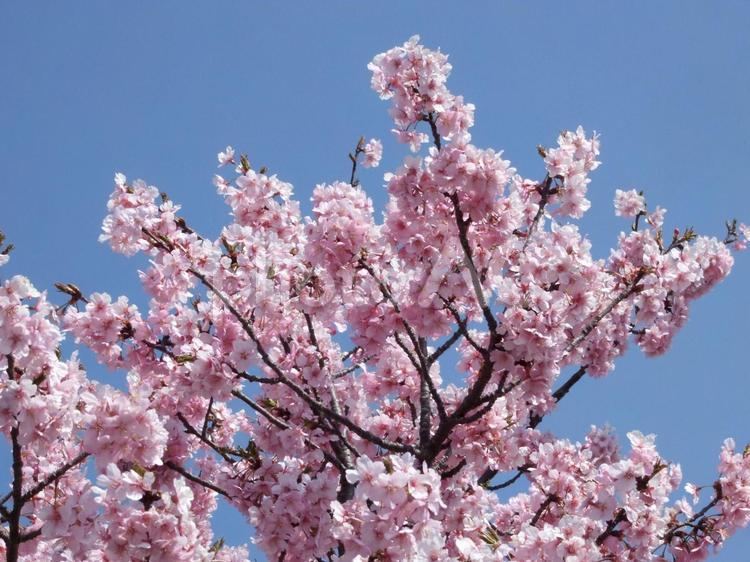 美しい桜の小枝　満開の花 河津桜,桜,さくらばなの写真素材