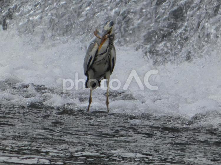 魚を呑み込む前のアオサギ 鳥,野鳥,アオサギの写真素材