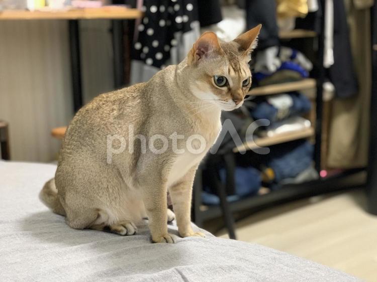 シンガプーラ シンガプーラ,猫,ネコの写真素材