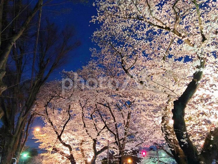 夜桜並木 夜桜,さくら,サクラの写真素材