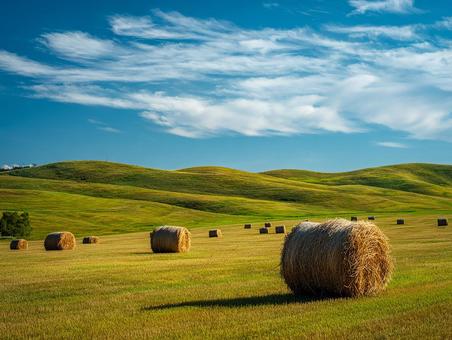 夏の田園風景:収穫された牧草ロールが並ぶ 夏の田園風景:収穫された牧草ロールが並ぶの写真