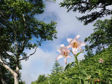 山野草・ササユリ(経ヶ岳) 山野草・ササユリ(経ヶ岳) ササユリ,花,植物の写真素材