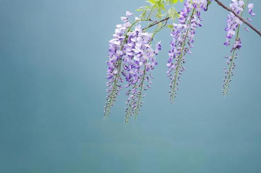 Wisteria flower, JPG Wisteria flower, JPG