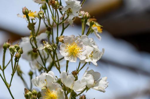 野ばらの白い花と青空 野薔薇,花,白の写真素材