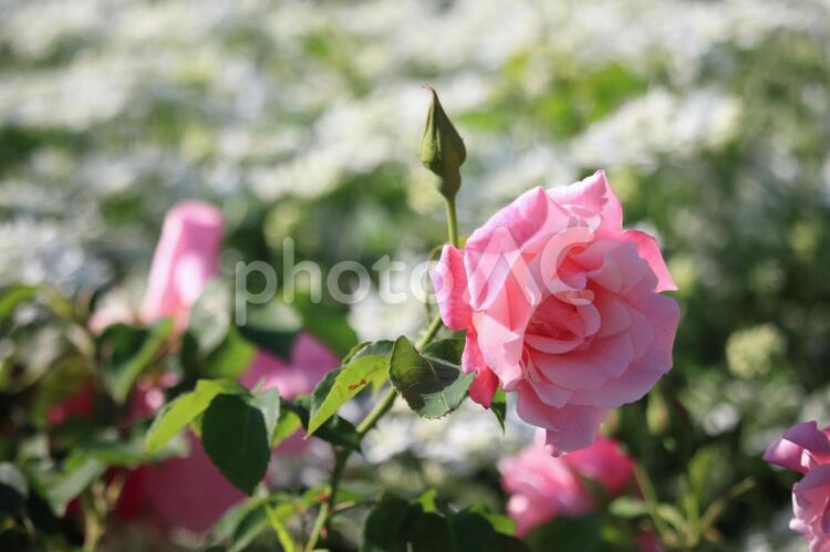 恋人に捧げる薔薇園にて ピンクの薔薇,ピンク,薔薇の写真素材
