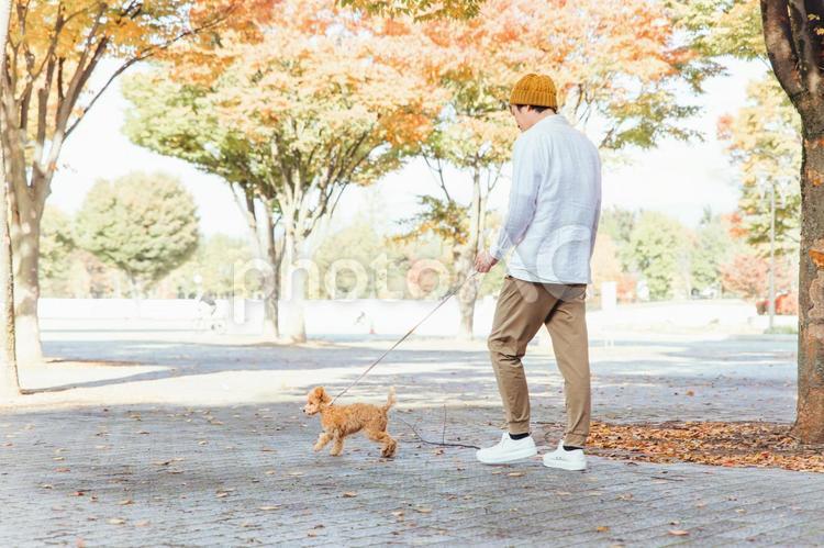 公園で犬と遊ぶ男性（後ろ姿・全身） 犬,ペット,飼い主の写真素材