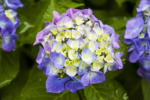 Hydrangea, JPG Hydrangea, JPG