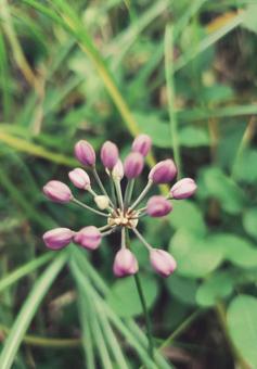 花 秋の花 花 秋の花の写真