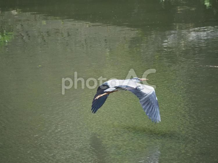 低空飛行のアオサギ 野鳥,アオサギ,鳥の写真素材