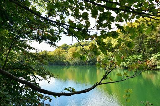 紅葉を求めて 池,紅葉,森の写真素材