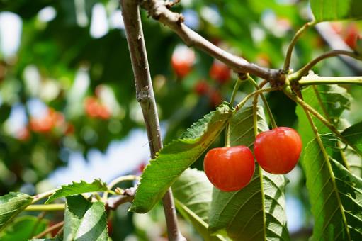 Cherries, JPG