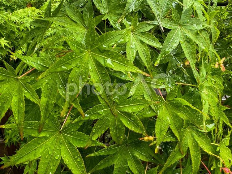 北野天満宮　雨に濡れた青もみじ 青もみじ,もみじ,雨の写真素材