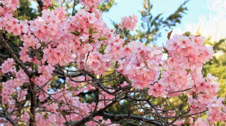 下田白浜神社境内の河津桜 桜,春,花の写真素材
