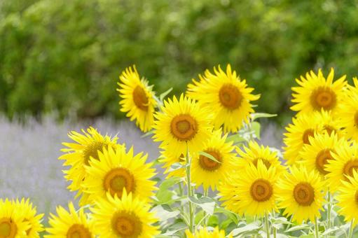 夏の日差しに輝くひまわり畑 夏の日差しに輝くひまわり畑の写真