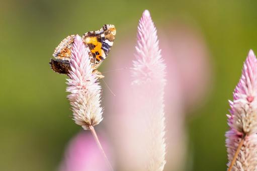 アカタテハ(35)の写真
