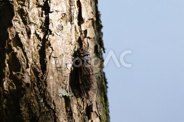 エゾハルゼミ エゾハルゼミ,ハルゼミ,セミの写真素材