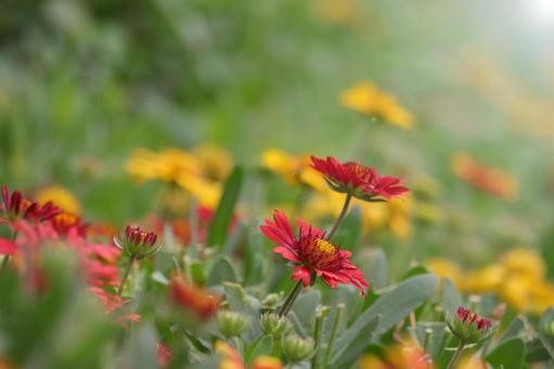 ビタミンカラーの花 ビタミンカラーの花の写真